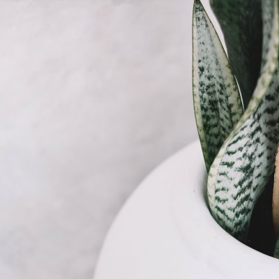 Breathwork Basics for Inner Peace